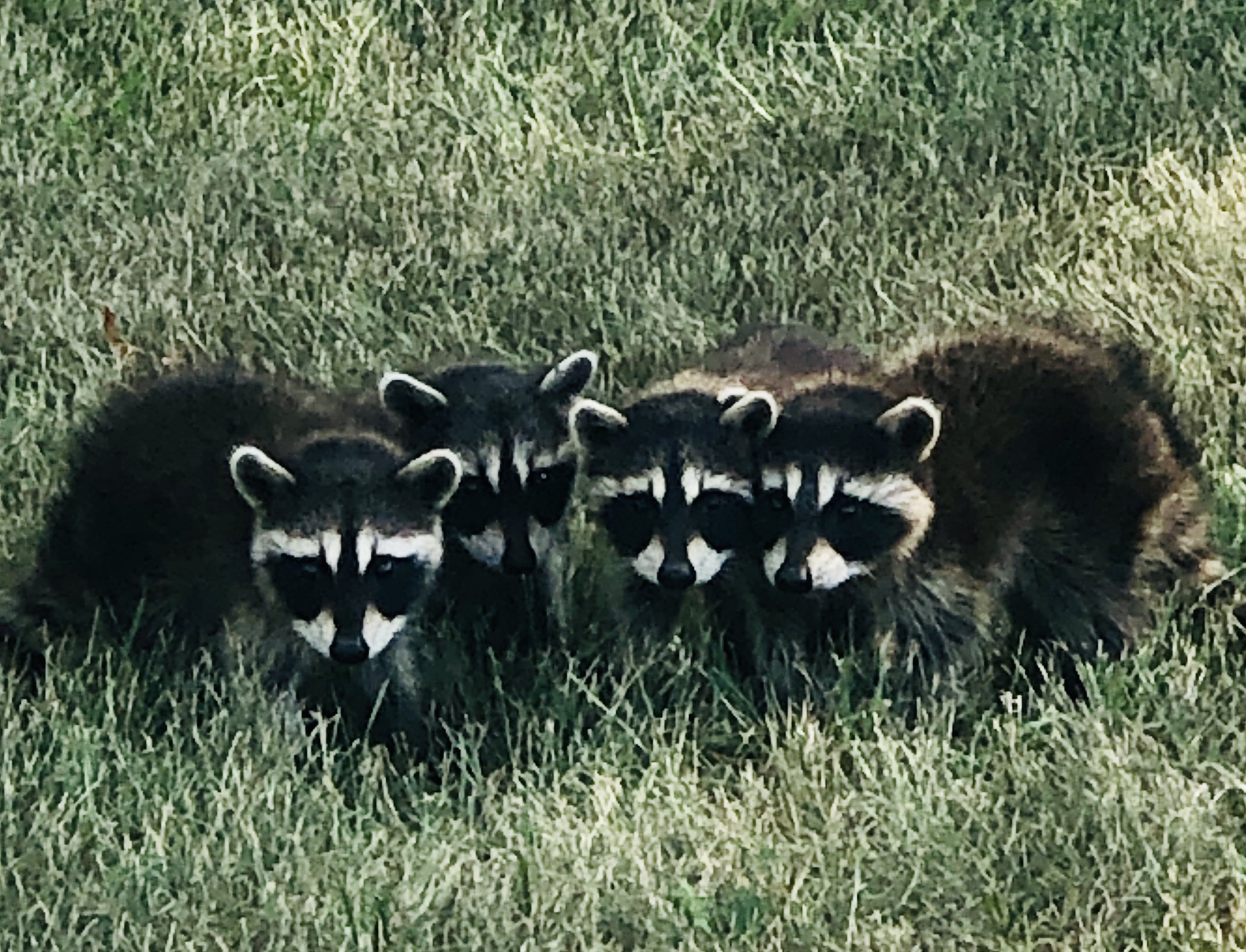 Photo of the Week: Out and About Without Mama