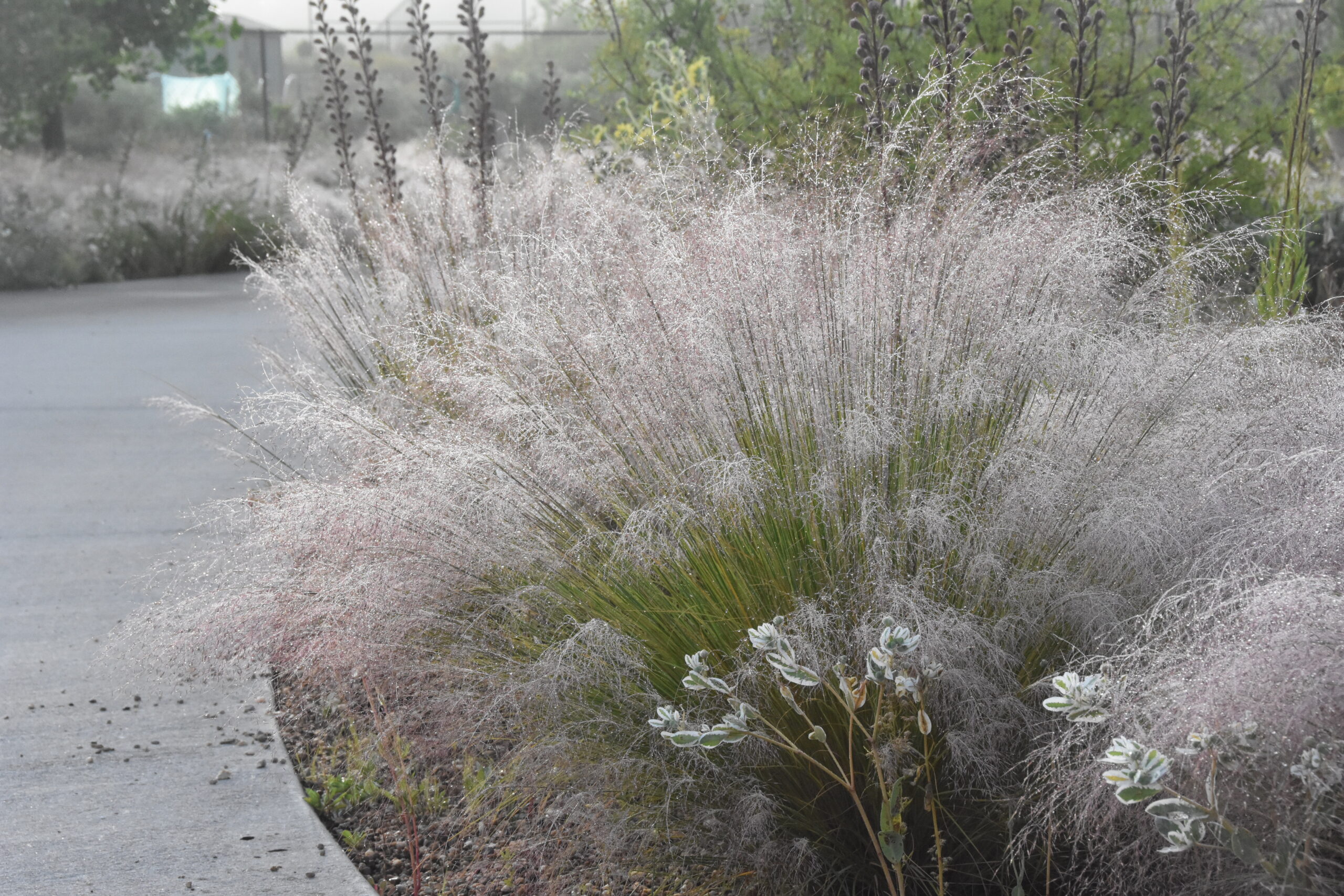 Ornamental Grasses