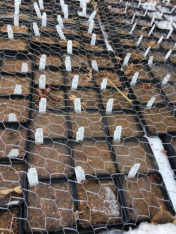Seed Treatments and Winter Sowing