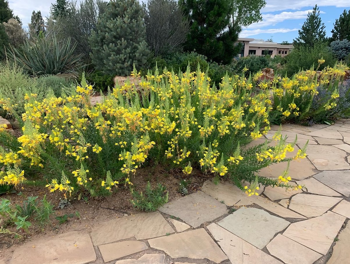 What Is A Native Plant