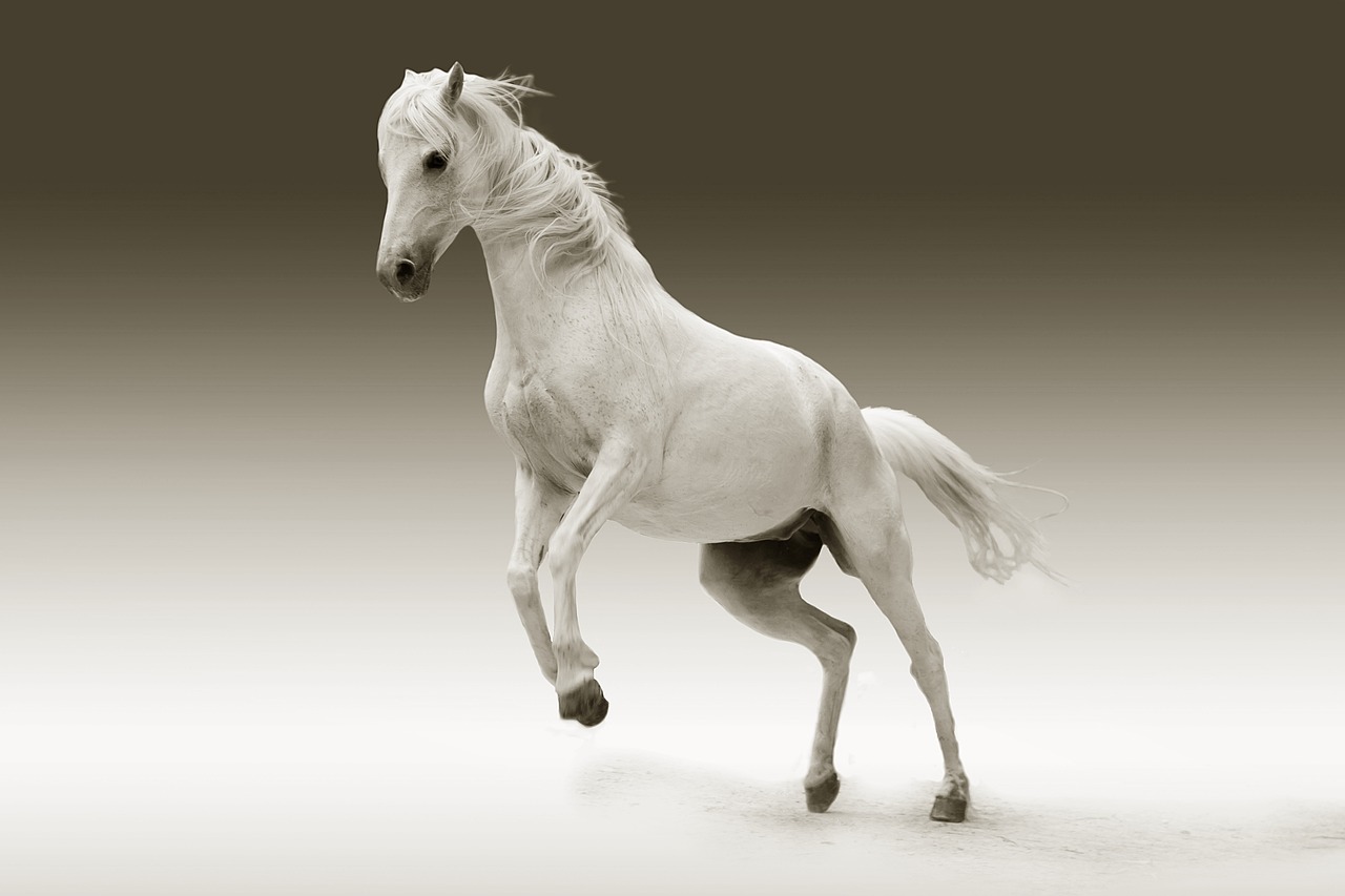 What Are The Best Horse Races To Catch Before Christmas?