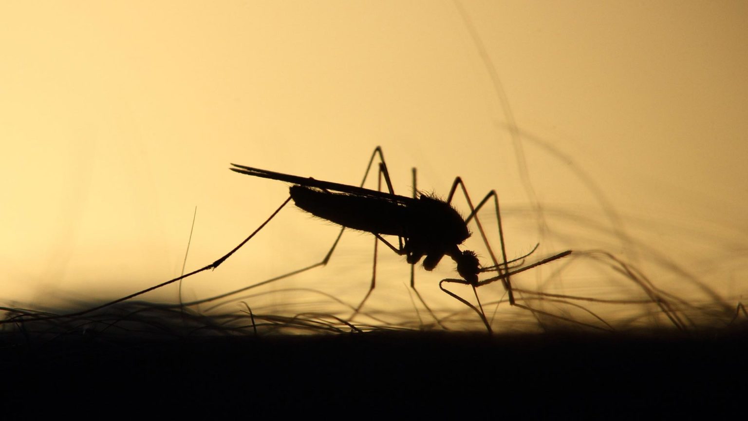 First Mosquito Sample of the Season Tests Positive for West Nile in Fort Collins