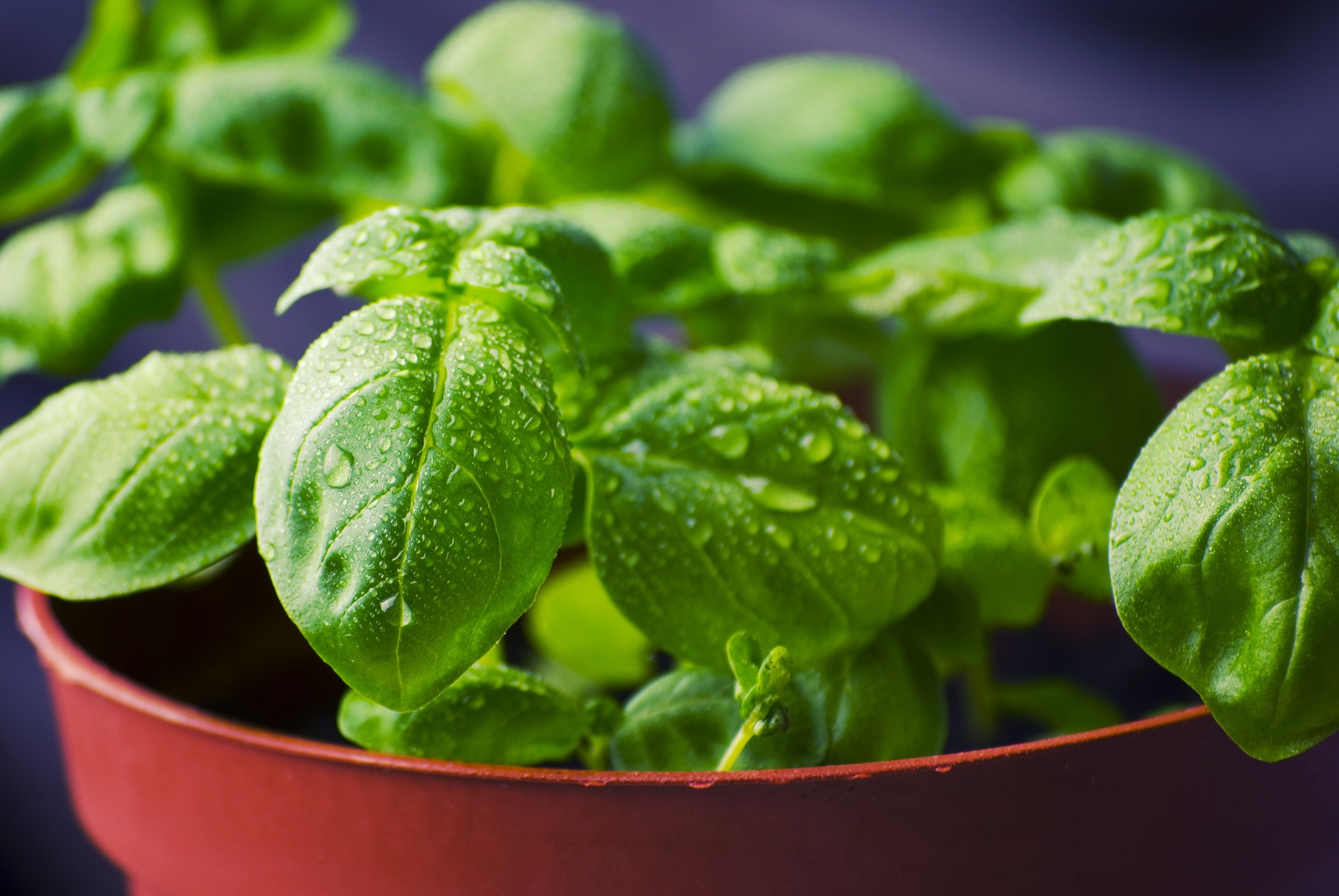 Indoor Herb Gardens