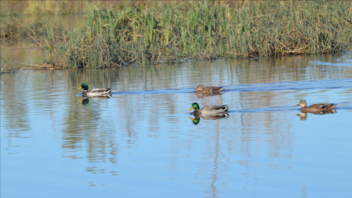 Colorado Parks and Wildlife Seeks Applications for Projects That Will Restore Wetland Habitat