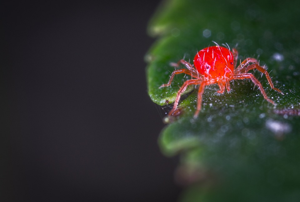 Identifying Common Plant Pests
