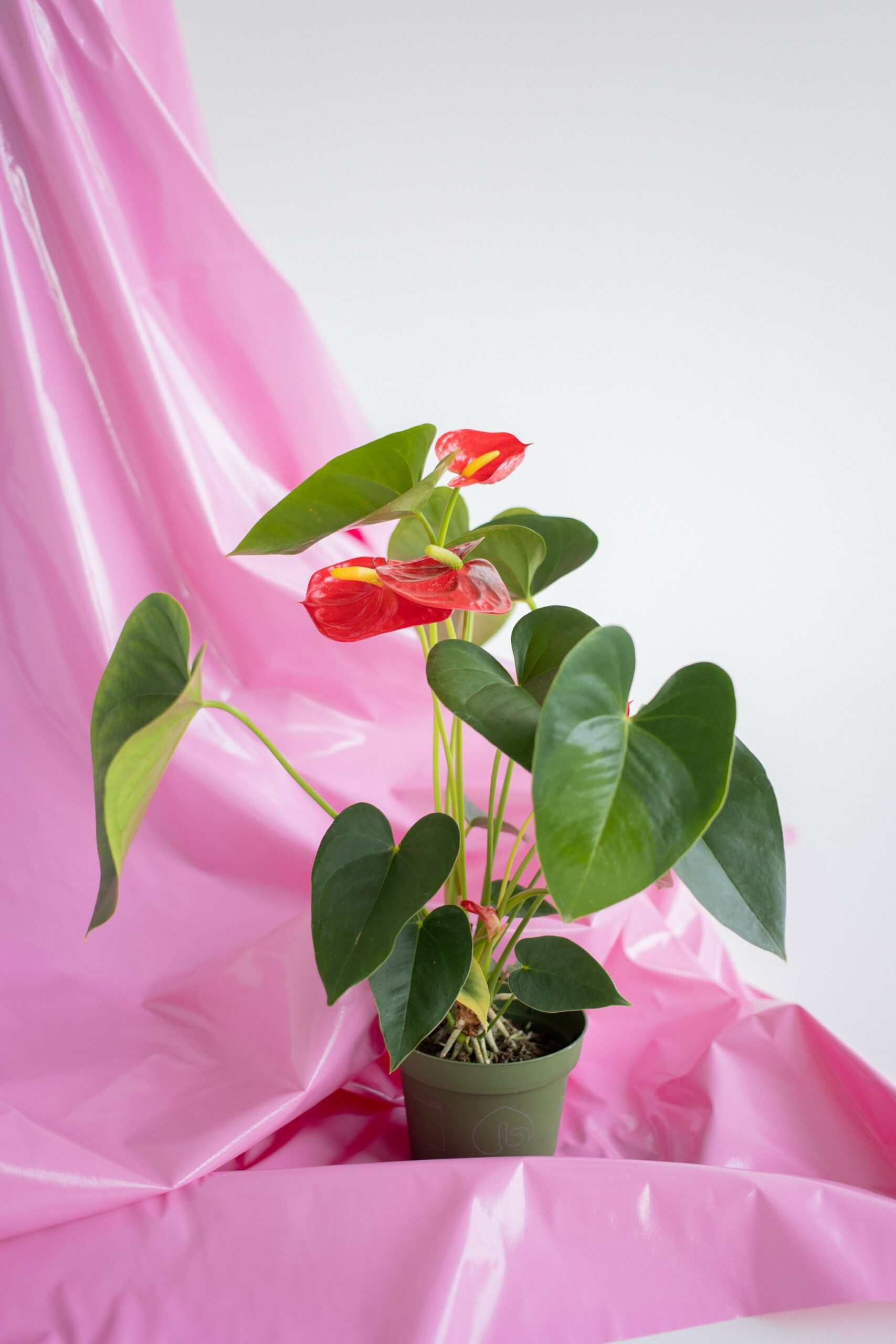 Valentine’s Gift Plants