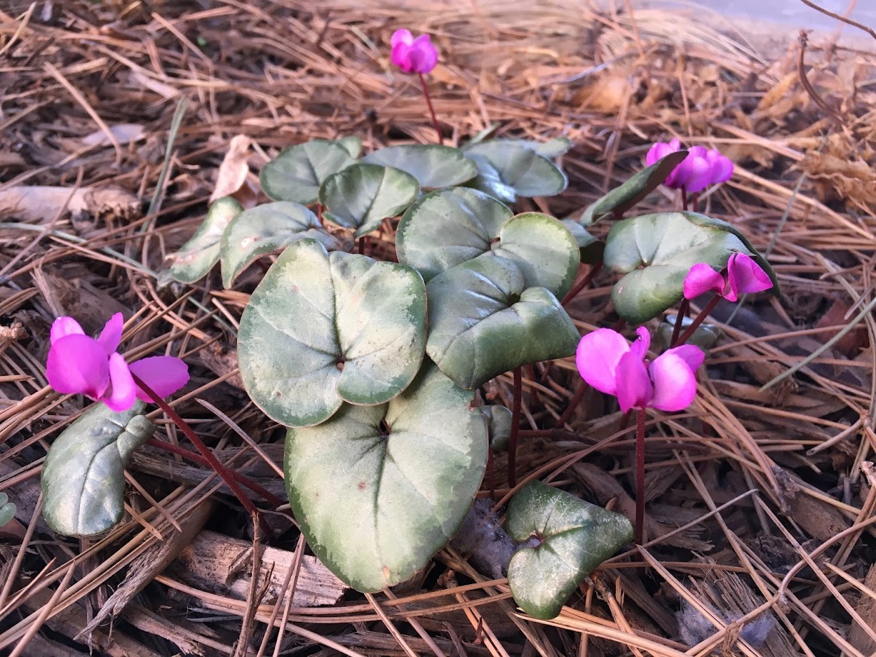 Planting for Dry Shade