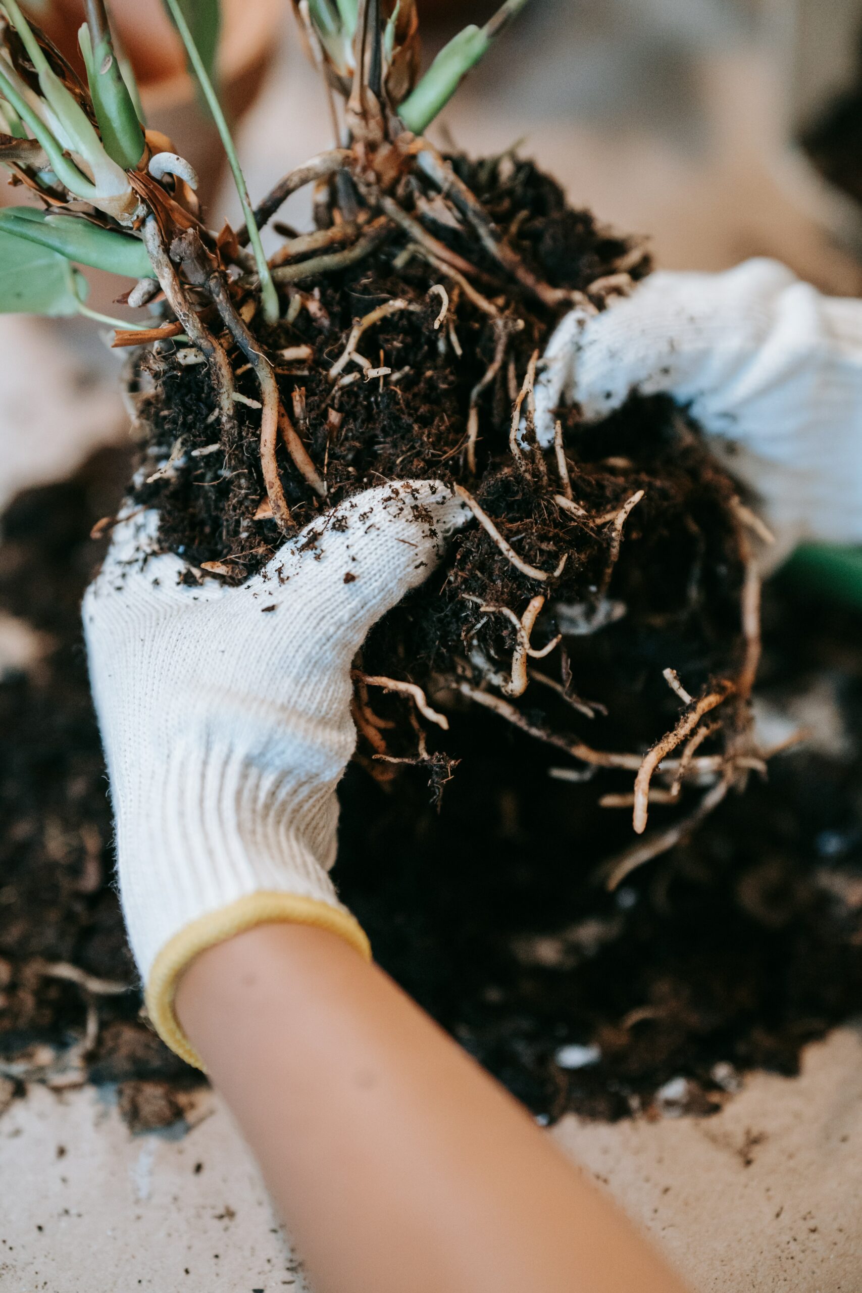 Dividing Perennials