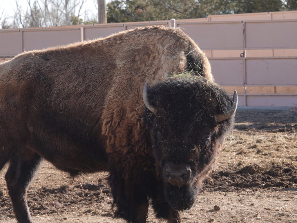CSU, Partners Donate More Bison to Native Tribes, Including Pine Ridge