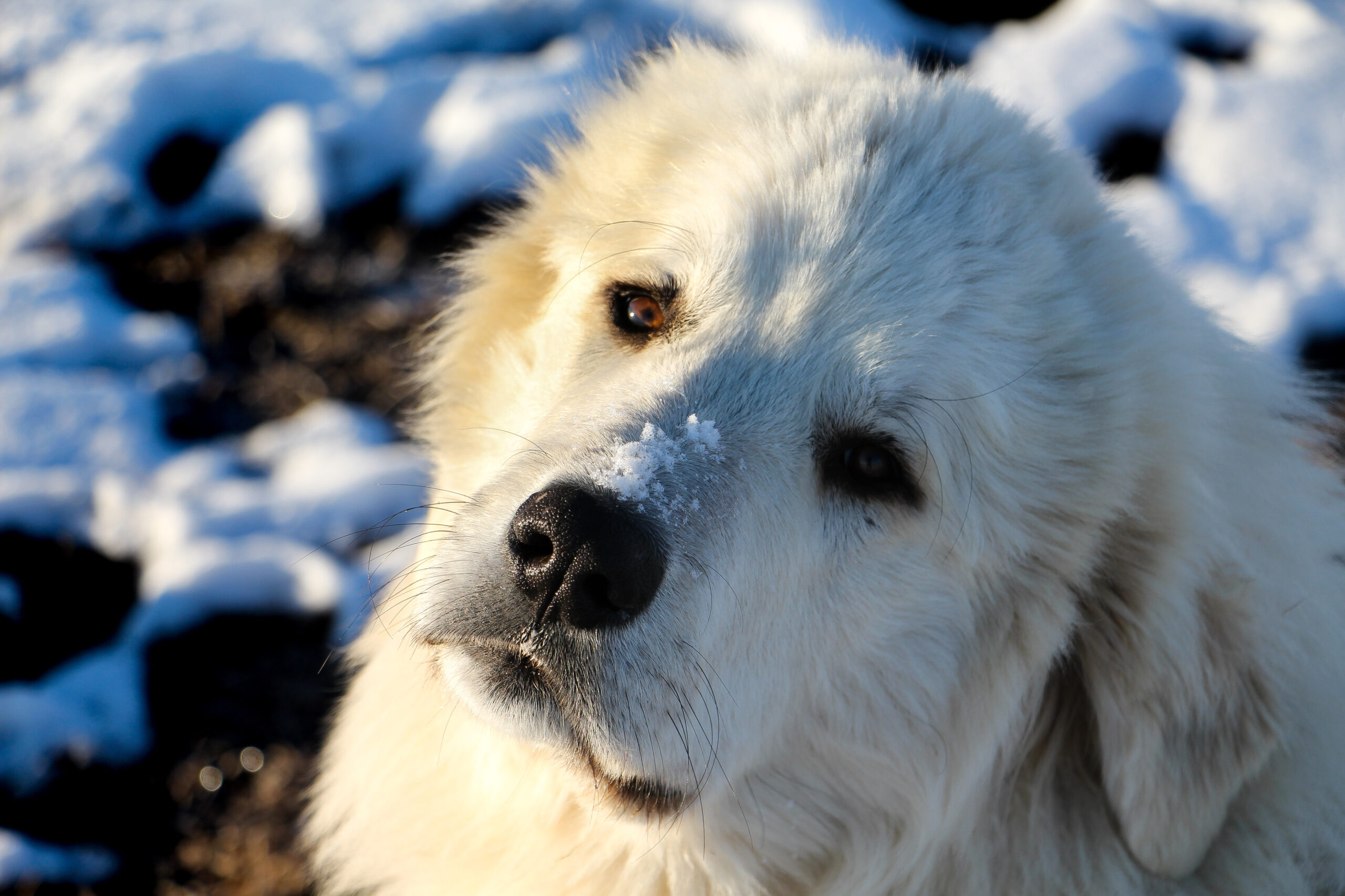 How to Raise an Obedient Dog