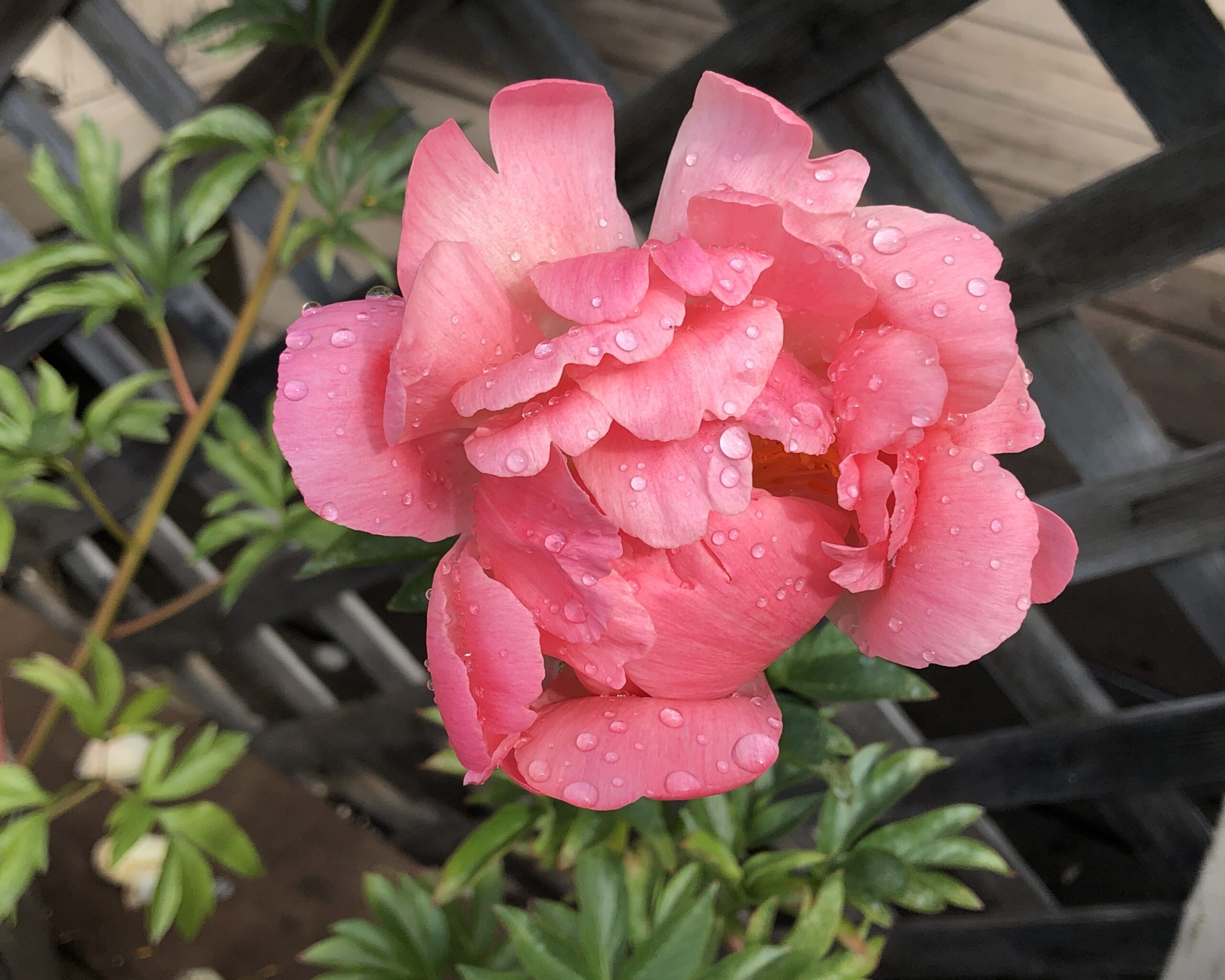 Growing Peonies 