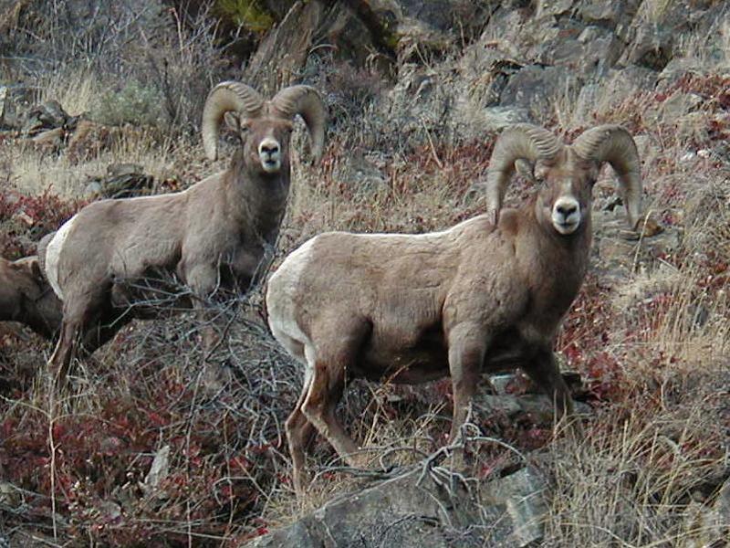 Photo of the Week: Ram Country