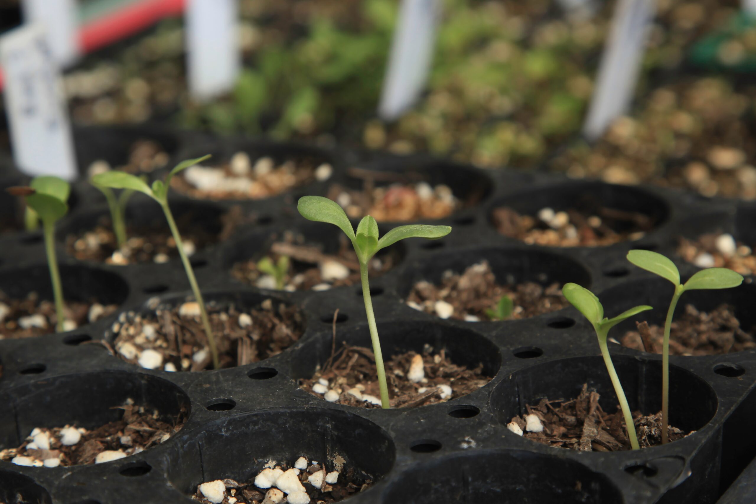 Soil Additives for Sowing Seeds