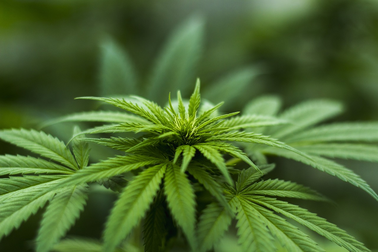 Global Developments in Cannabis Seed Banks: A 2024 Overview