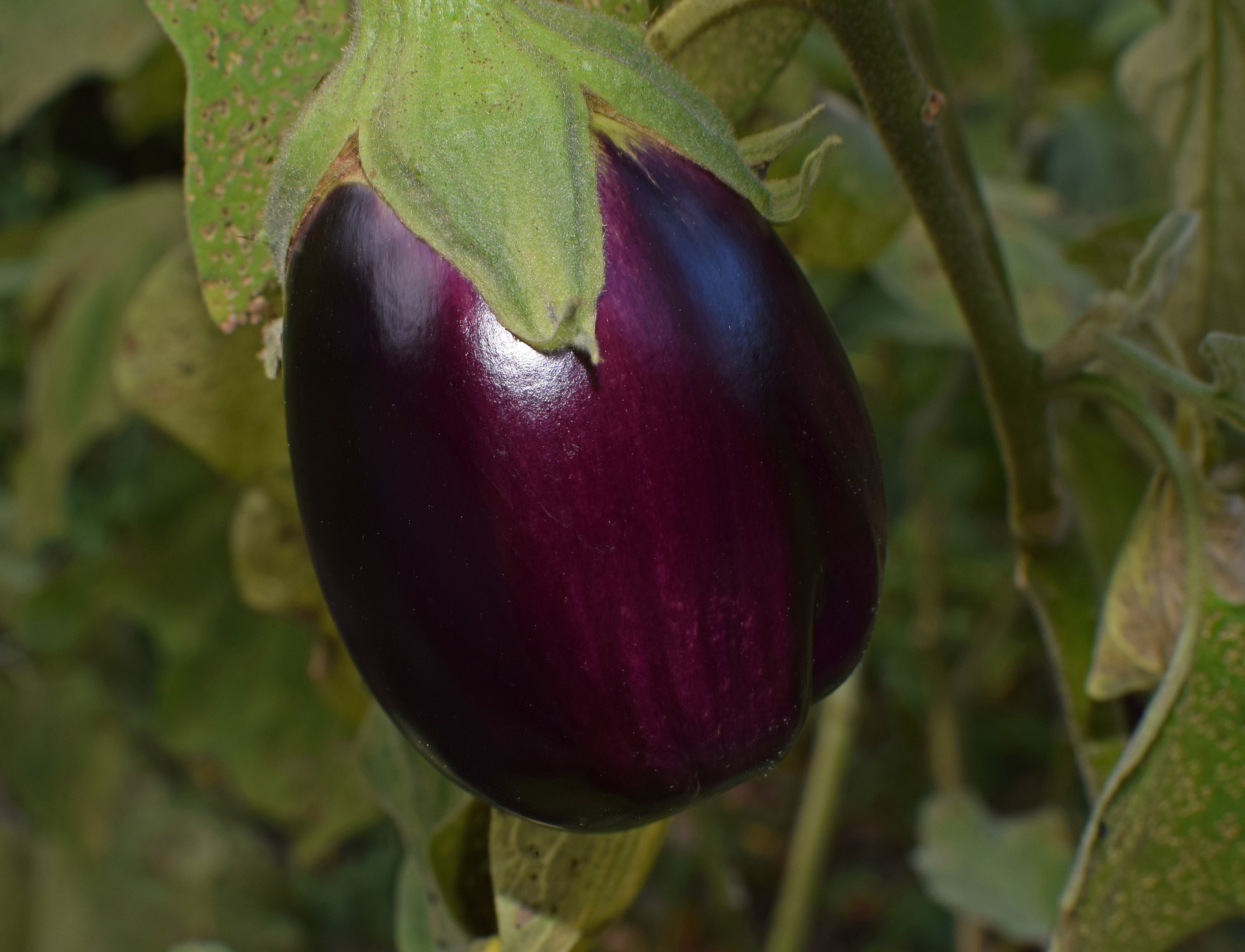 Underrated Vegetables to Grow (and Love)