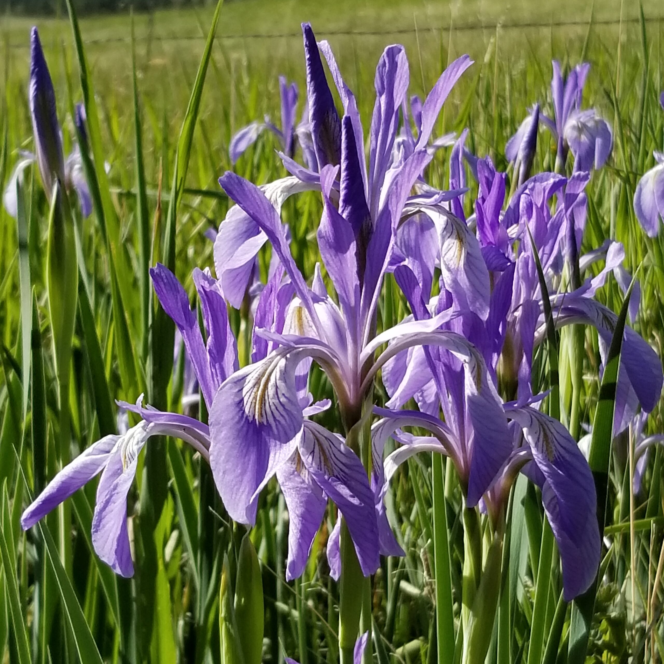 Photo of the Week: Mountain Meadow Iris