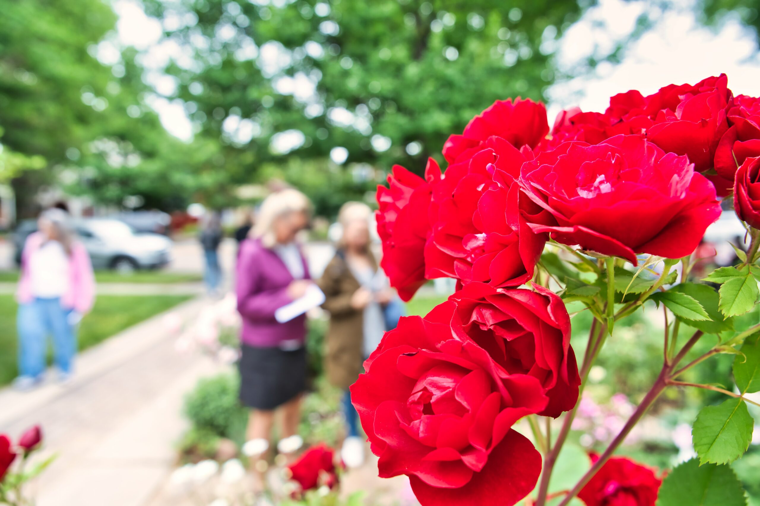 Explore Five Enchanting Gardens in Historic Old Town East