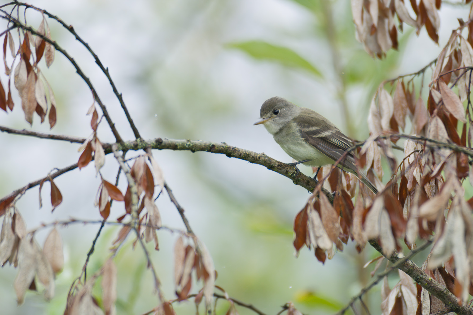 CSU Biologists Document Genome-Level Climate Adaptation in Endangered Bird Species