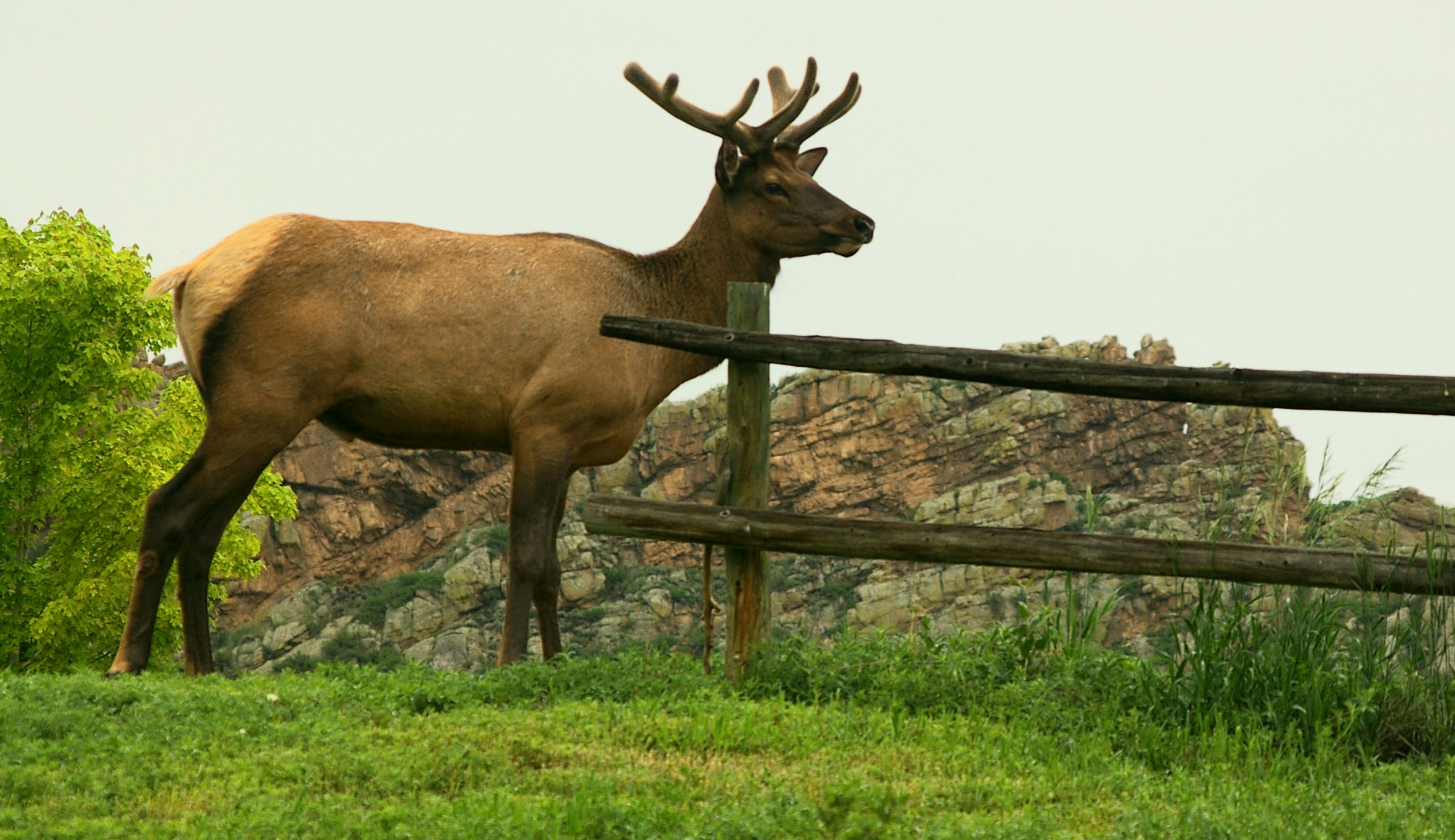 Photo of the Week: Bull Elk in Velvet