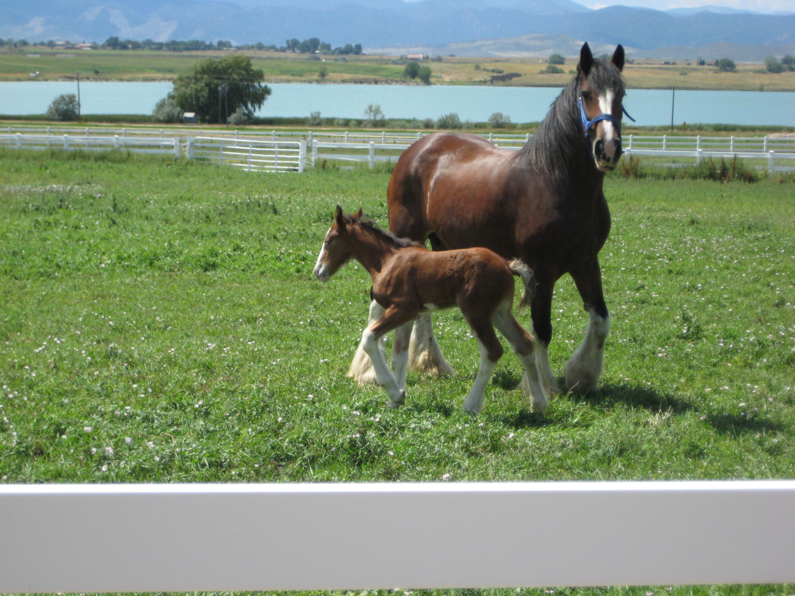 Photo of the Week: Clydesdale Corners