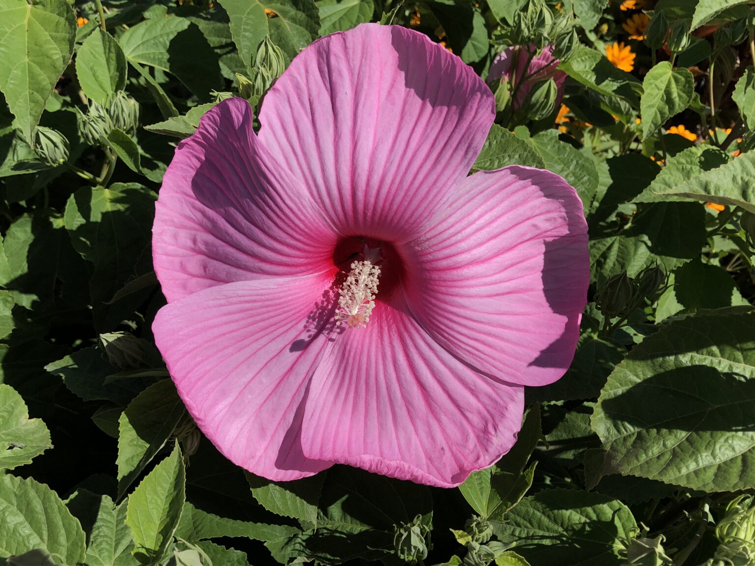 How To Grow Hardy Hibiscus