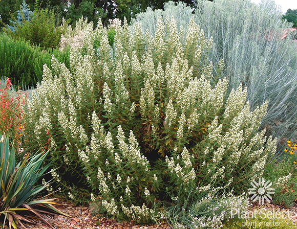 Spotlight on Fernbush