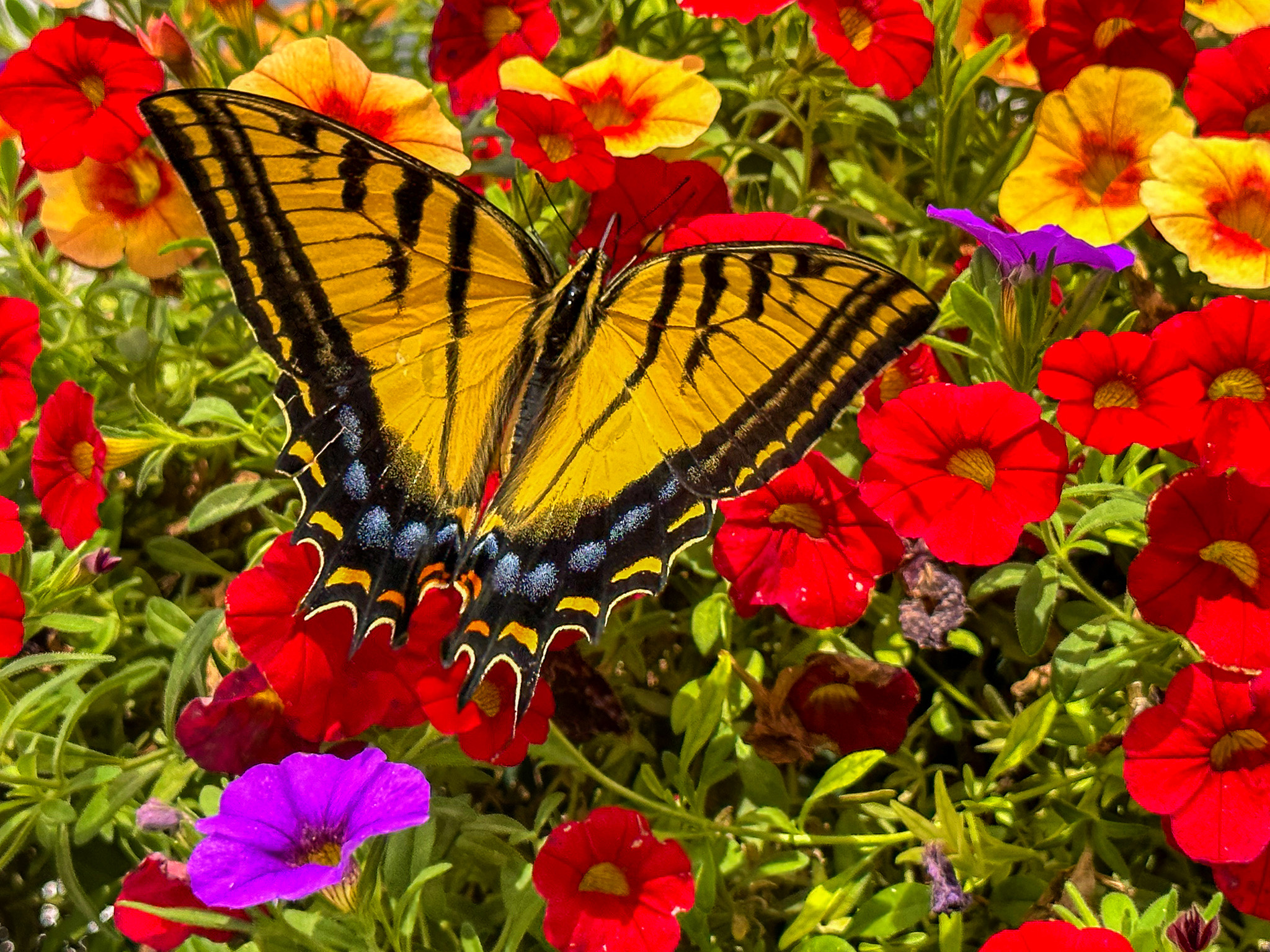 Photo of the Week: Brinks Butterfly