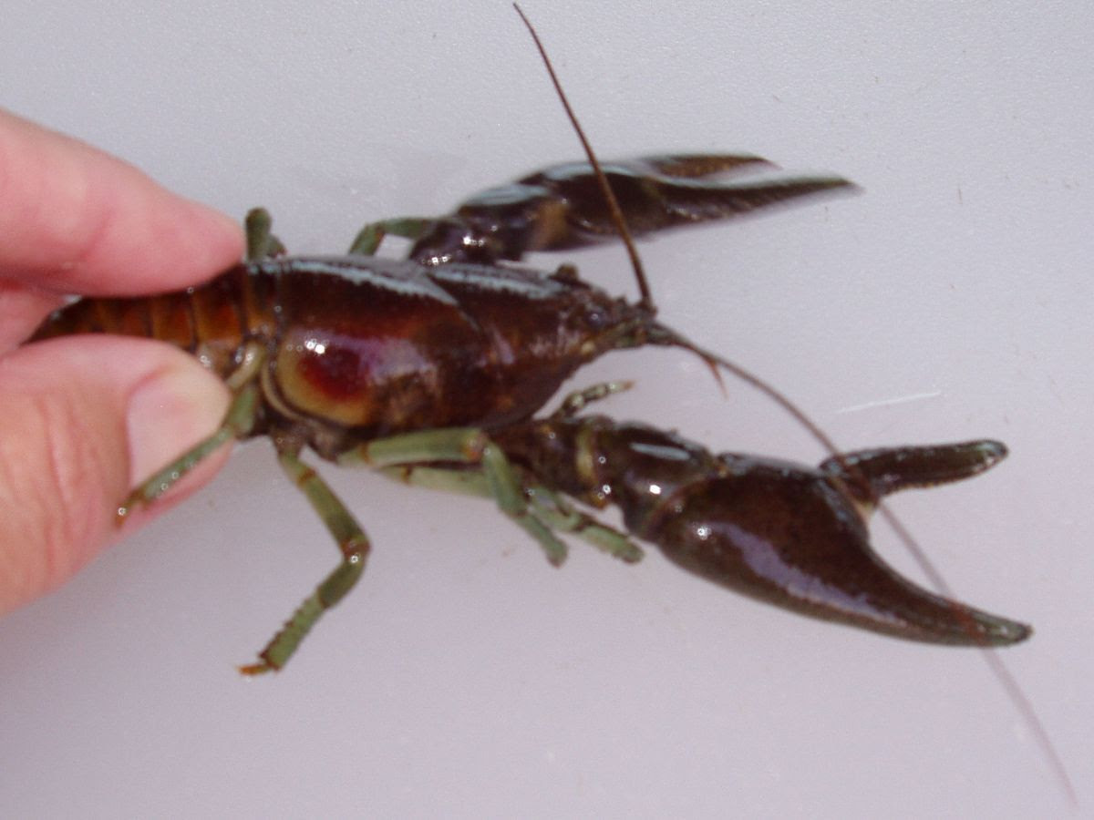 Importation of Crayfish Into Colorado; Public Input Sought Through July 30, 2023