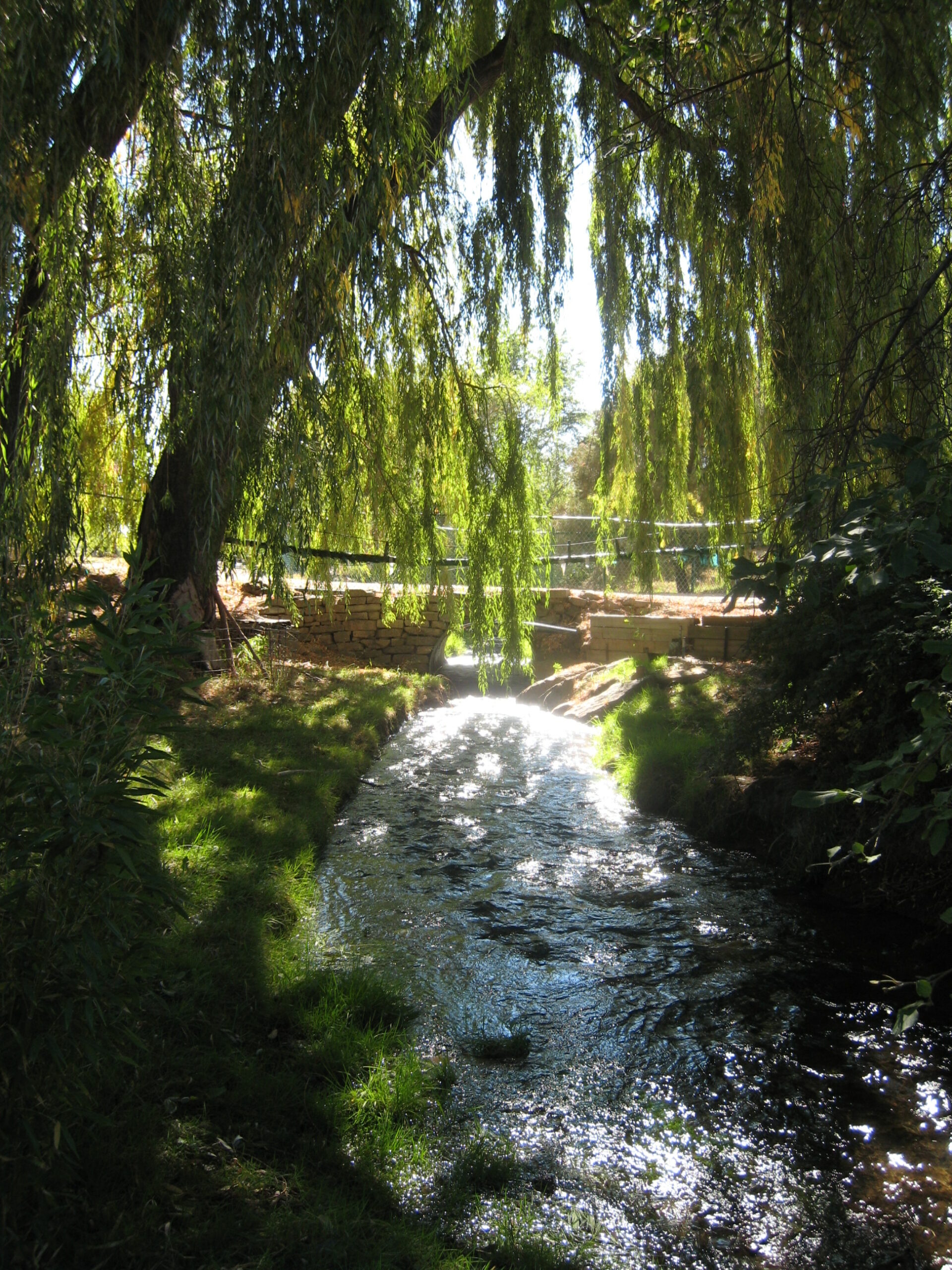 Trees for Wet Areas
