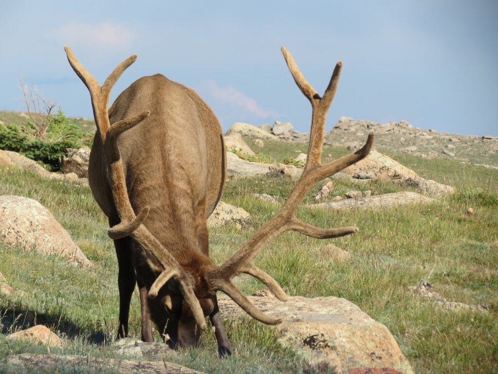 The Elk Rut is Underway: How Do You Stop People From Being That ‘Idiot ...