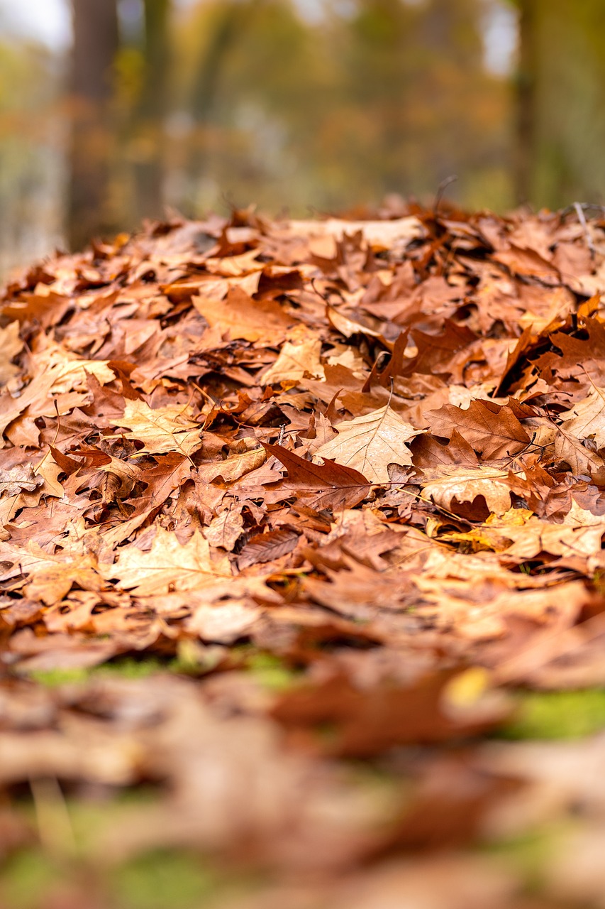 Why Northern Colorado Gardeners Should Keep Their Leaves This Fall