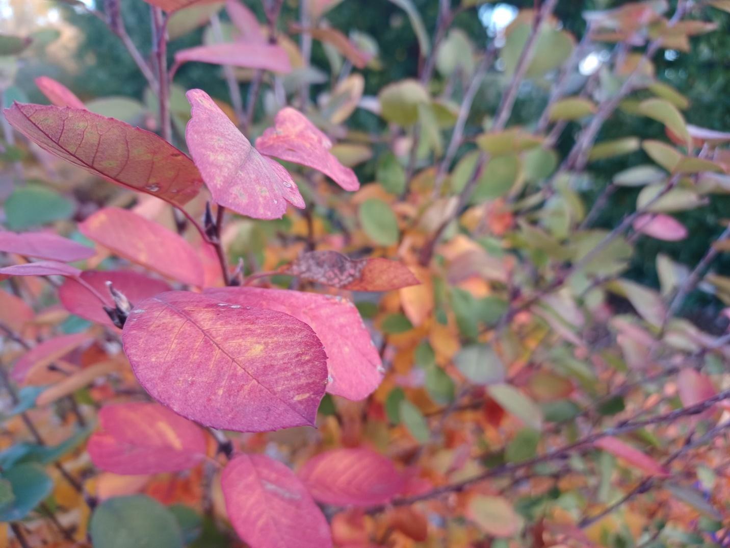 fall-leaf-foliage-plant-pigment-explained