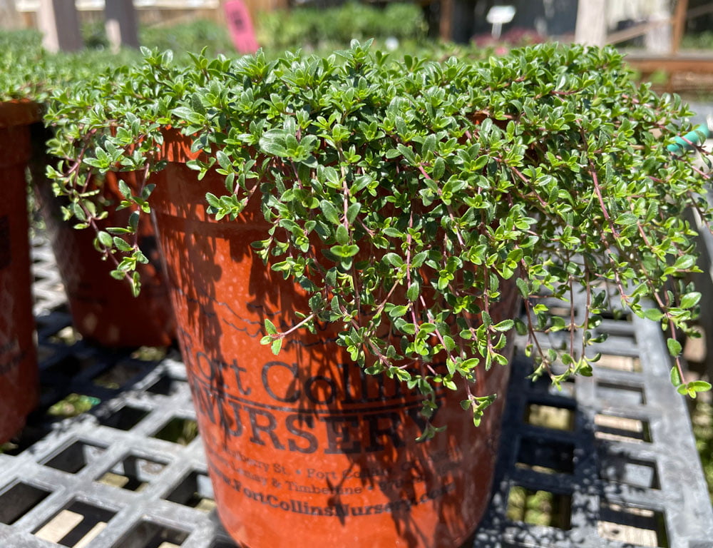 Groundcovers For Every Garden!
