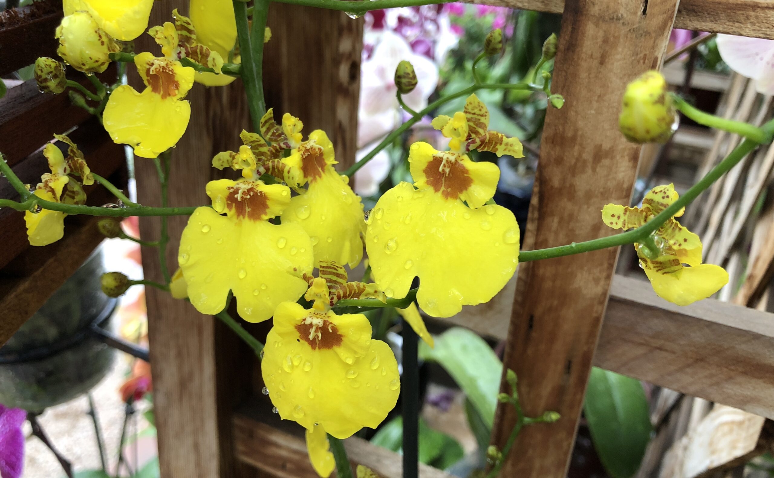 Considerations in Caring for Orchids