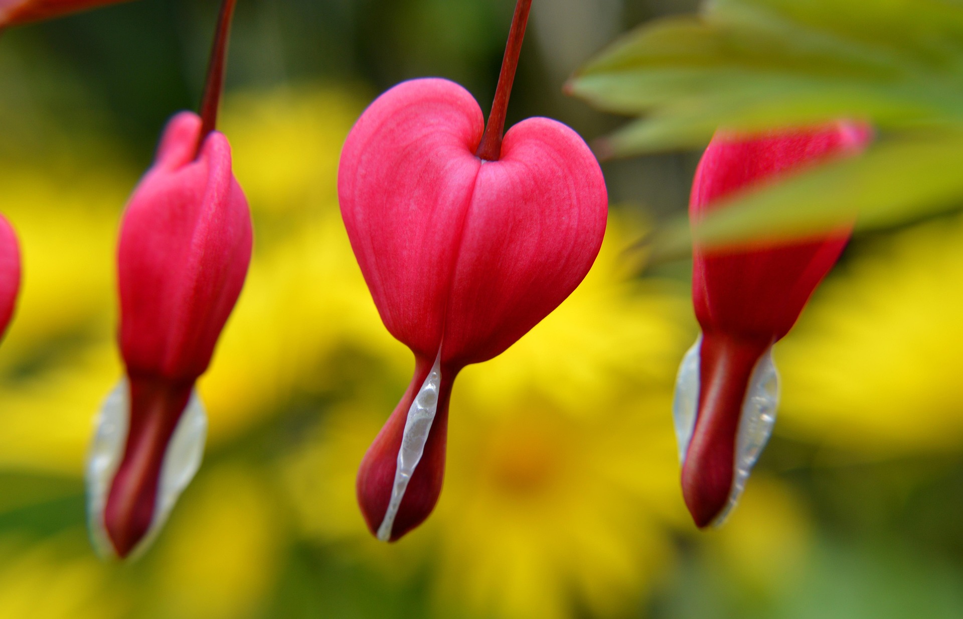Bleeding Hearts: A Plant Worth Falling For
