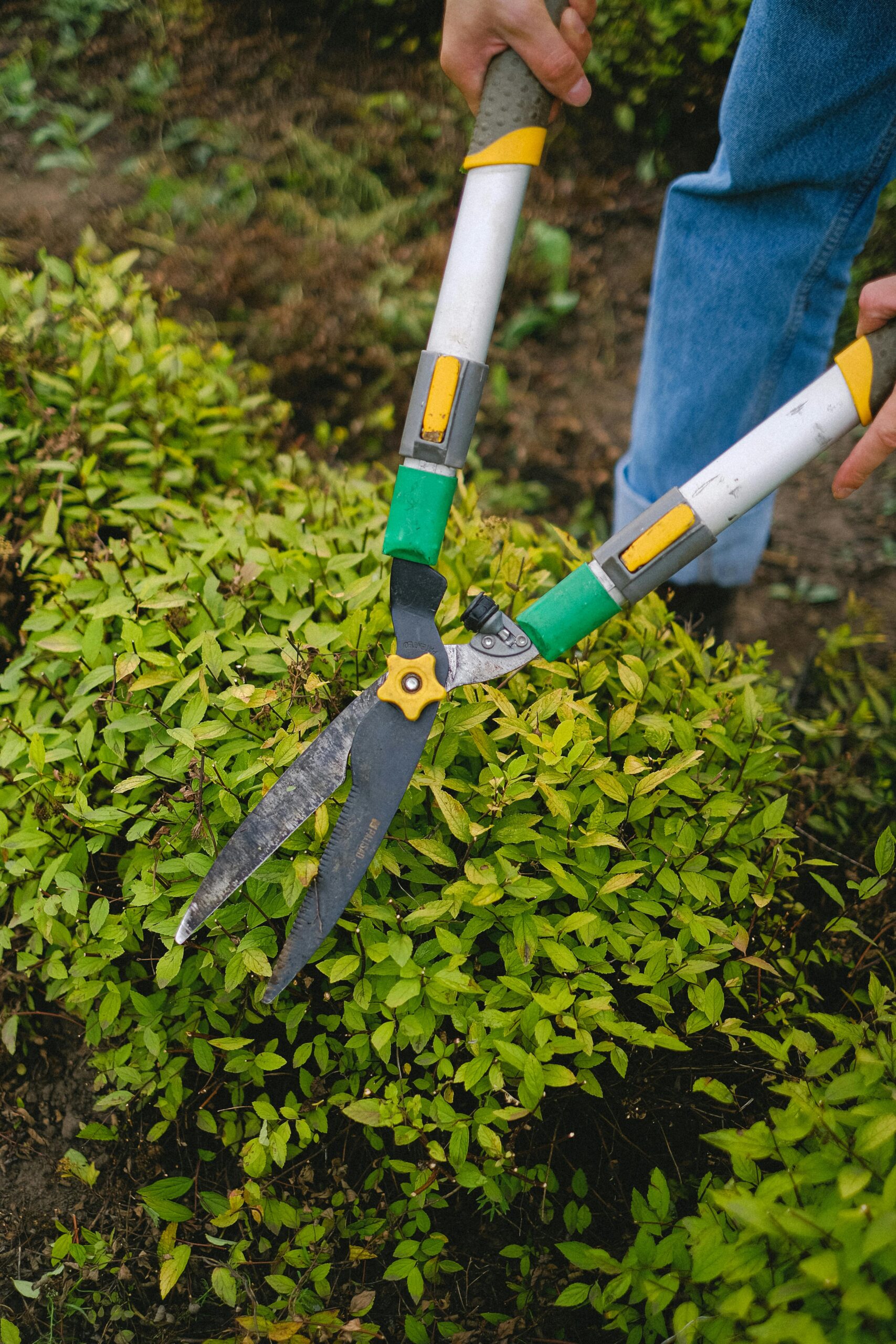 Pruning 101