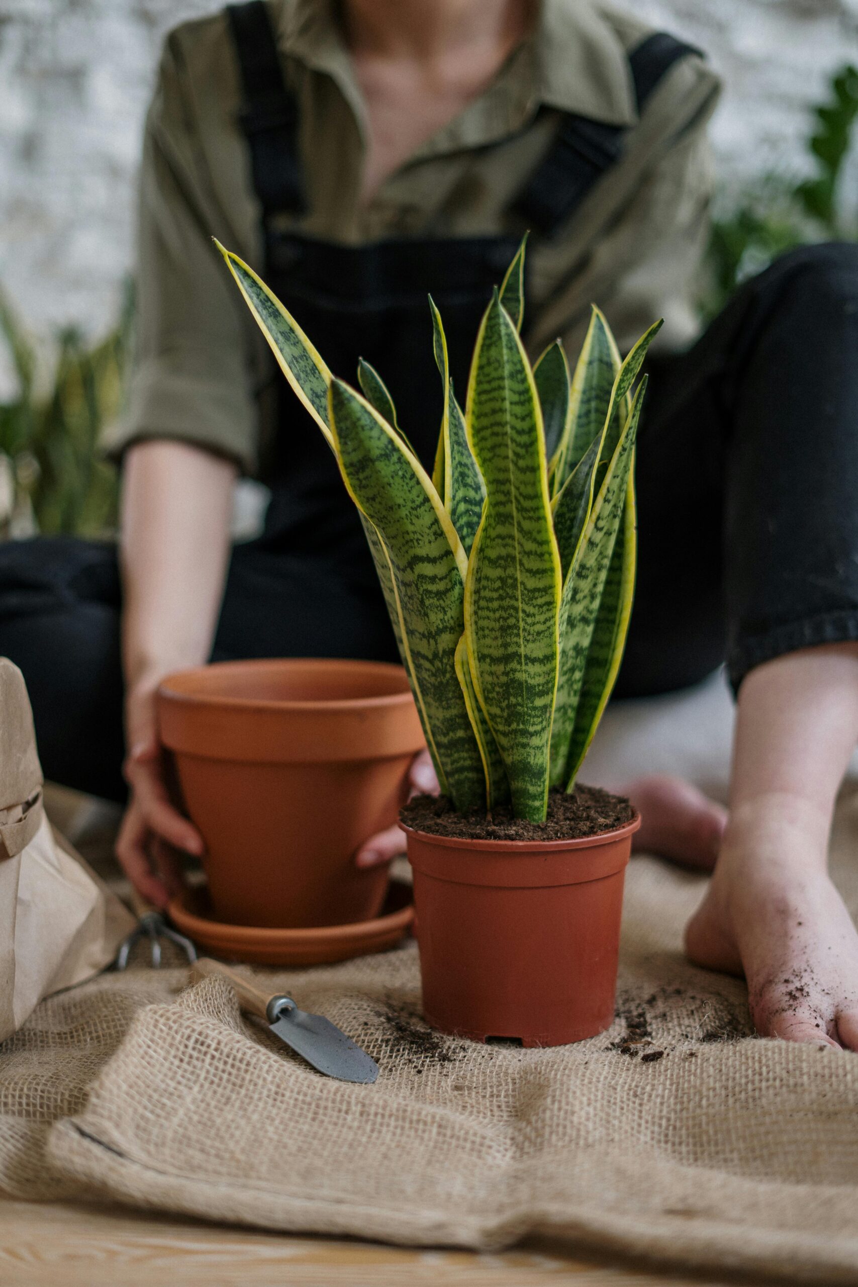 Repotting Rules