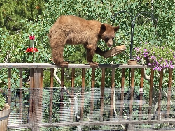 Stay Bear Aware: Colorado Parks and Wildlife Urges Outdoor Enthusiasts to Prevent Conflicts in Bear Country