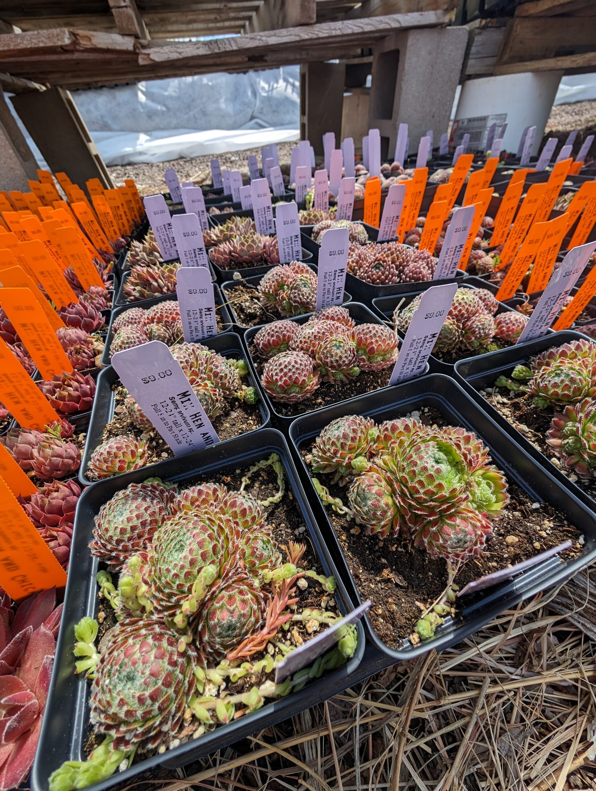 Spring Plant Sale Returns to Fort Collins May 17–18