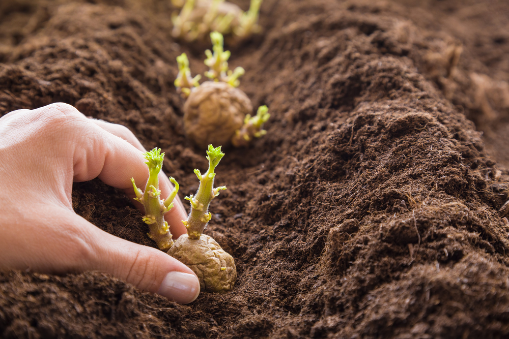 Growing Potatoes: Tips for a Successful Season