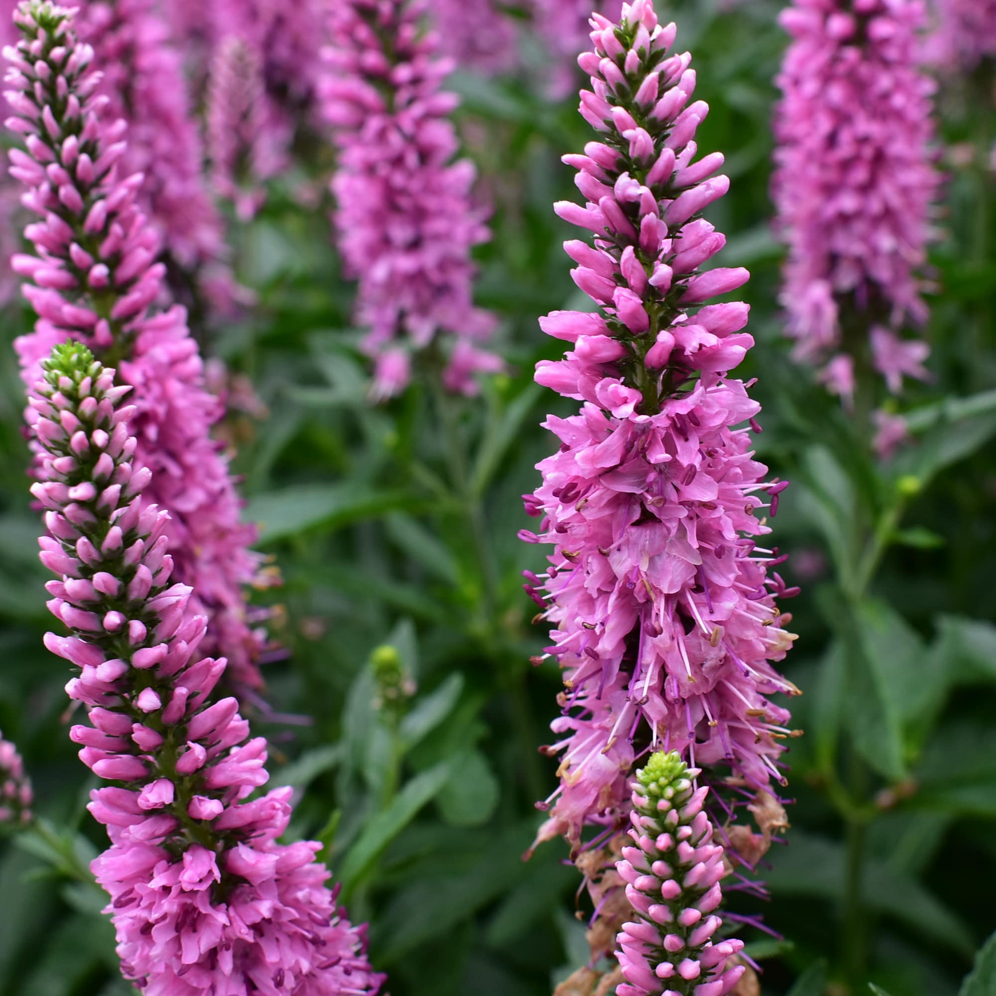 CSU Reveals Best Perennials For Colorado: 2024 Trial Garden Results