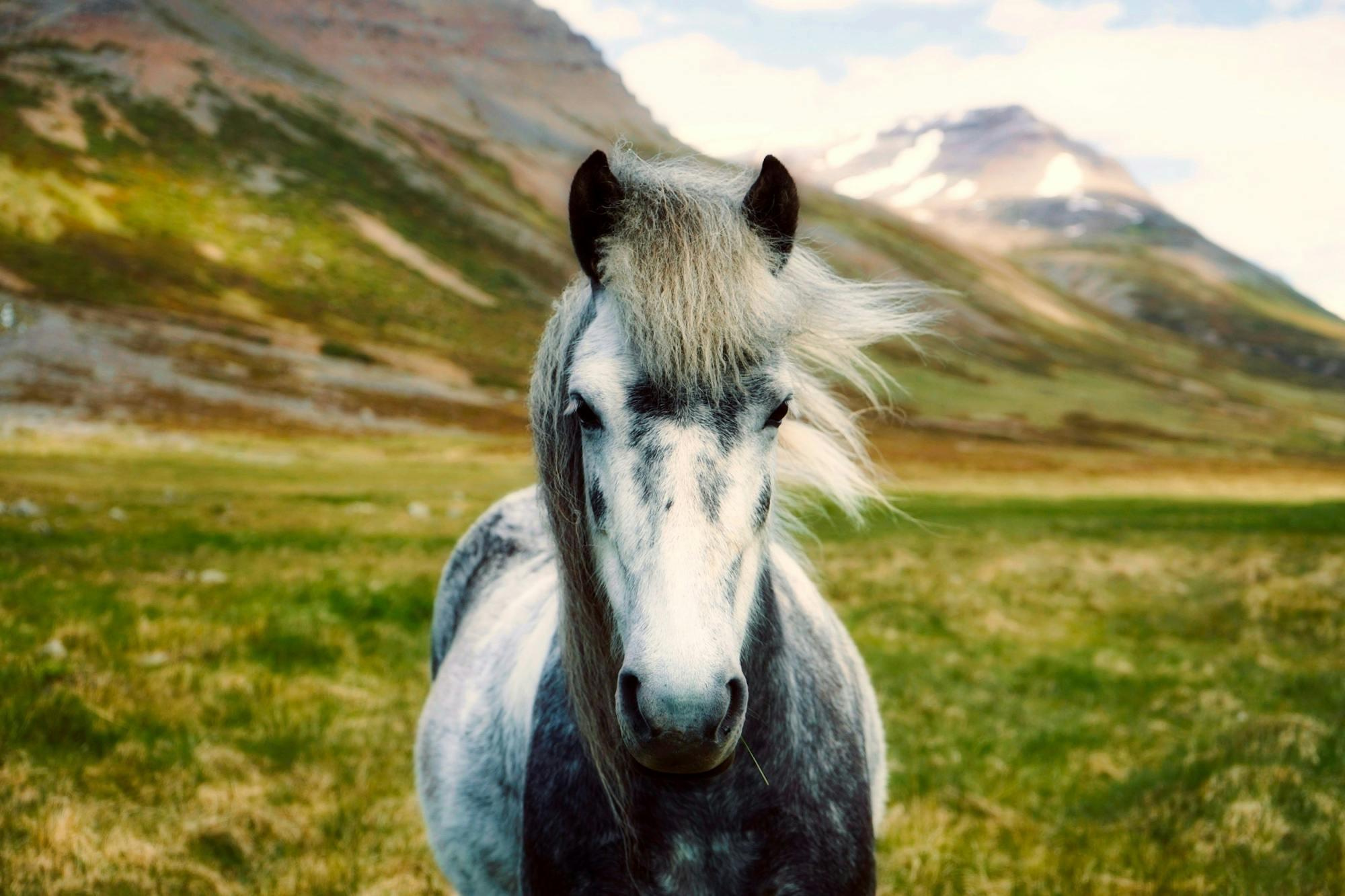 Wild Horses and Burros Available for Adoption at Greeley Event