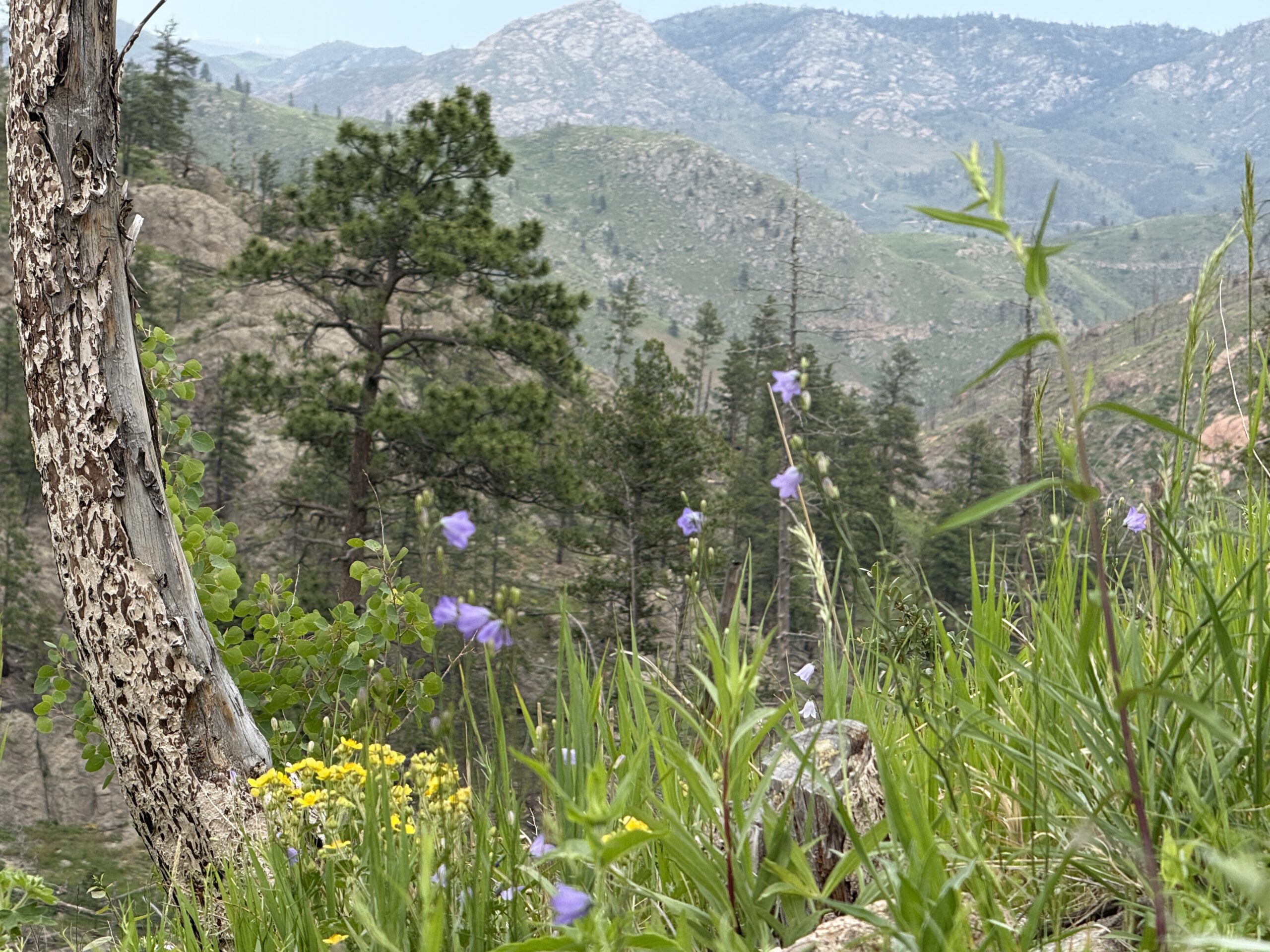 A Land Reborn, and the Power of Local Connection