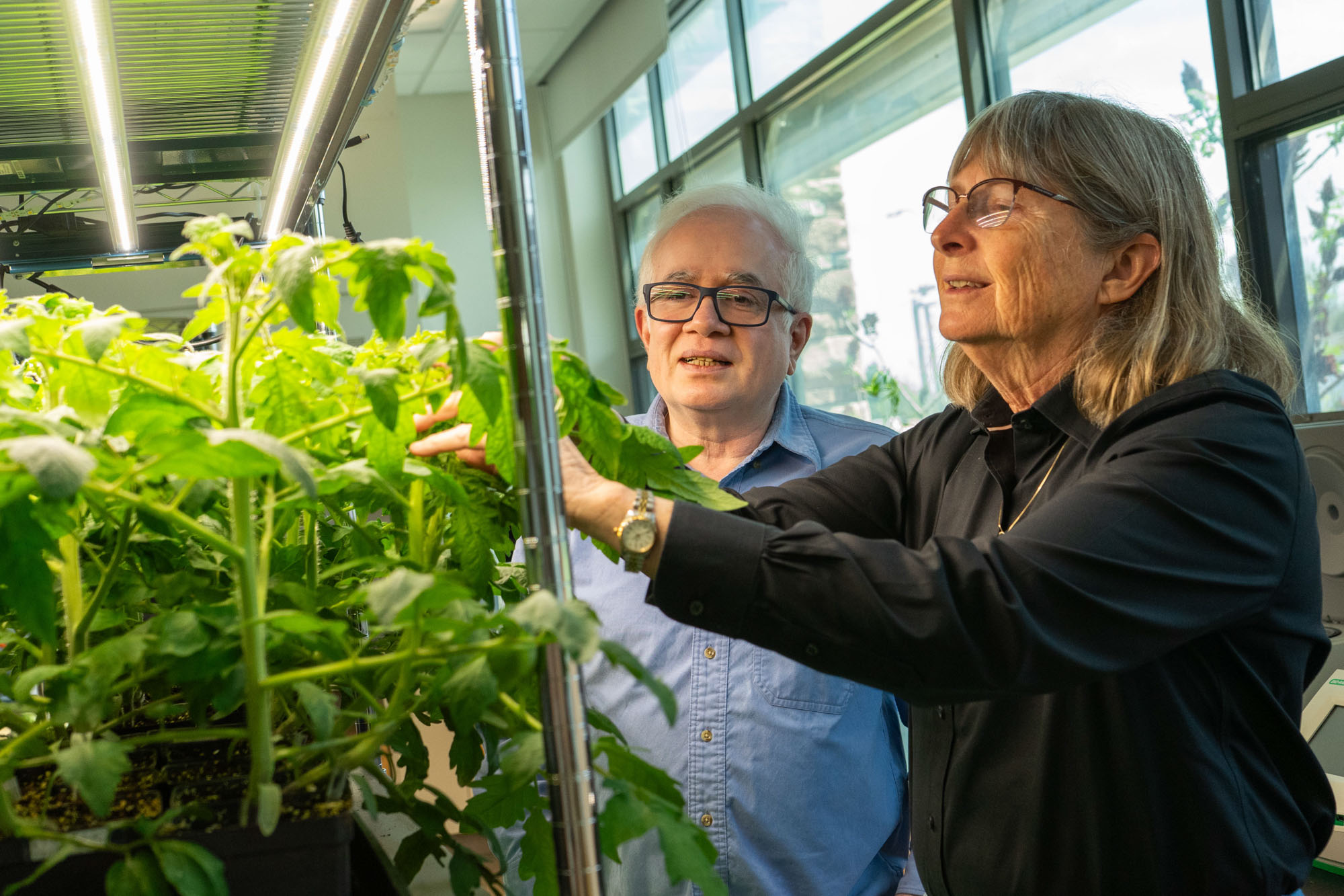 Scientists Build First Genetic “Toggle Switch” for Plants, Paving the Way for Smarter Farming