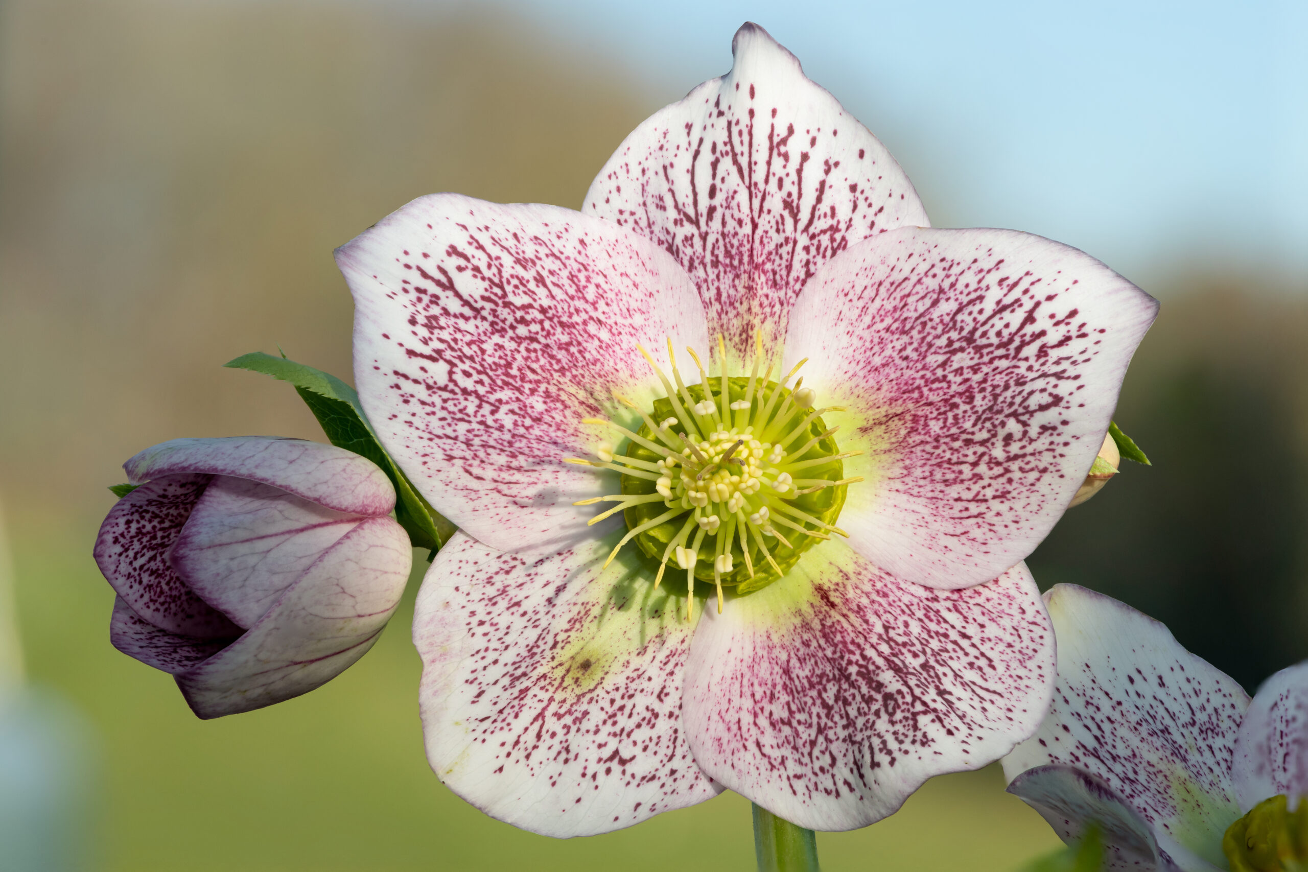 Thriving in Dry Shade: Best Perennials for Northern Colorado’s Toughest Garden Spots
