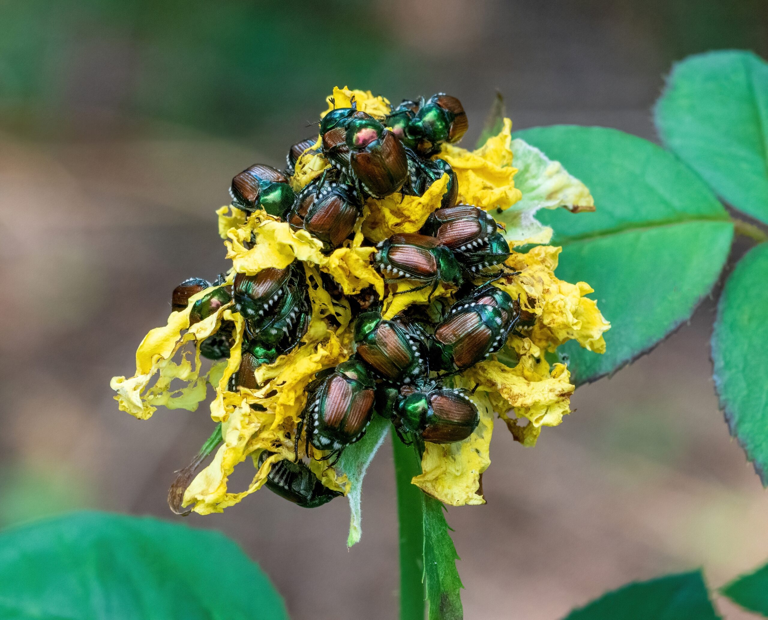 Japanese Beetle Blues