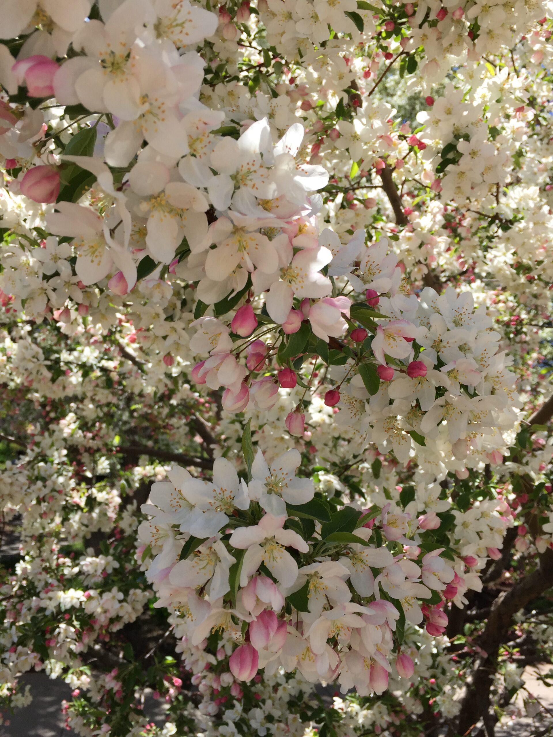 Best Small Trees for Yards: Top Picks for Tight Spaces and Narrow Lots