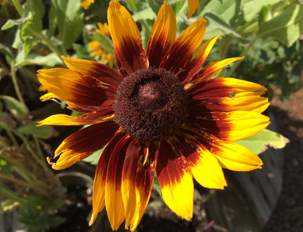 August Bloomers: Perennials That Rally Through The Heat