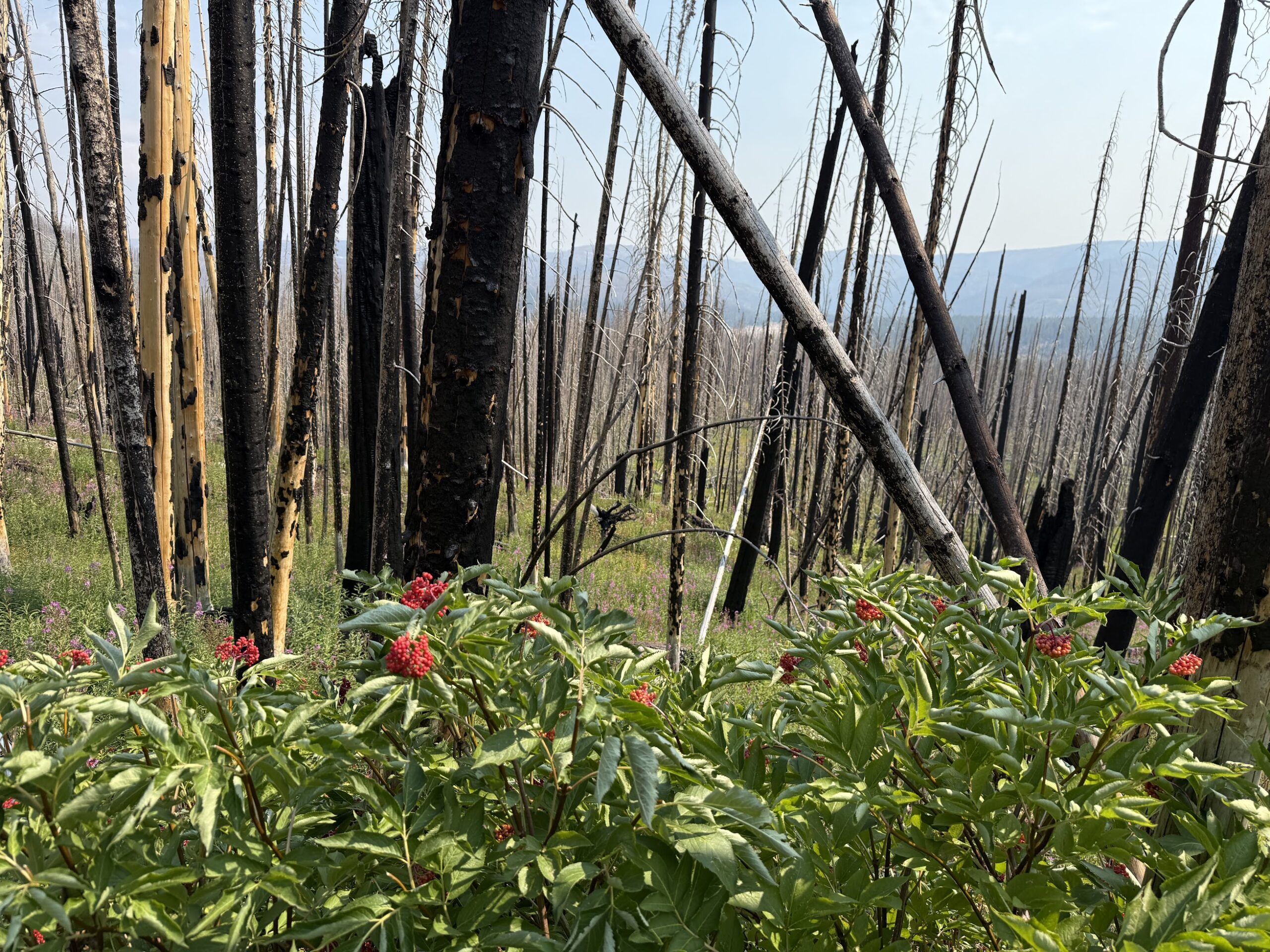 Five Years After Cameron Peak, Northern Colorado Shows Strength and Resilience