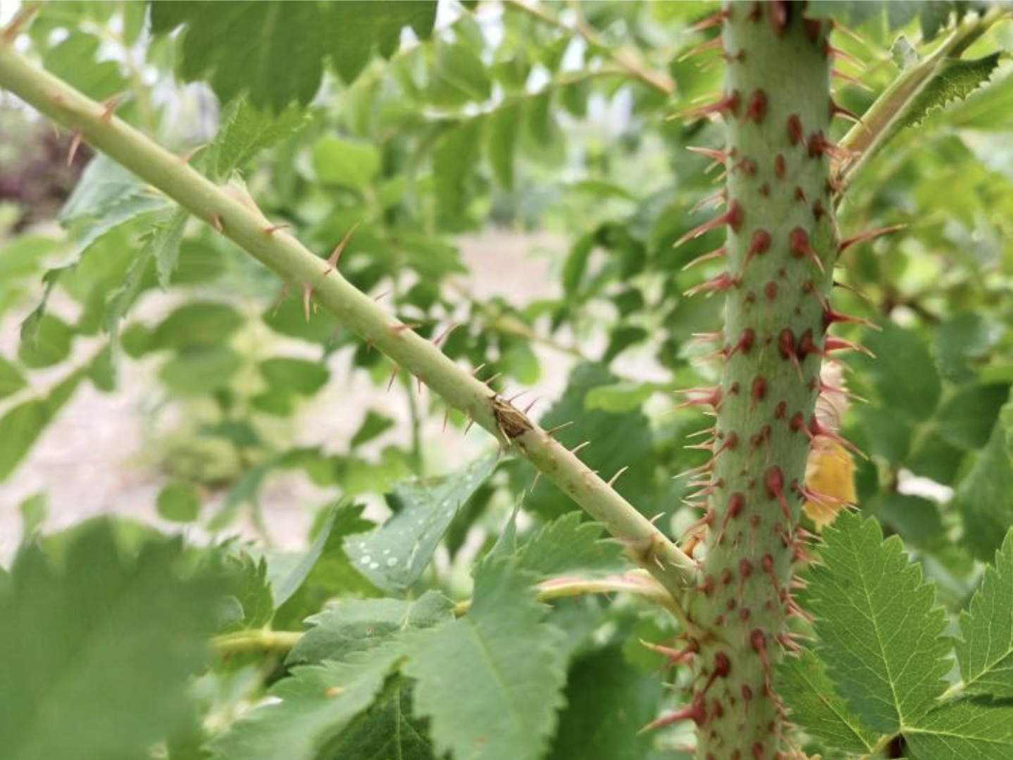 When Plants Fight Back!